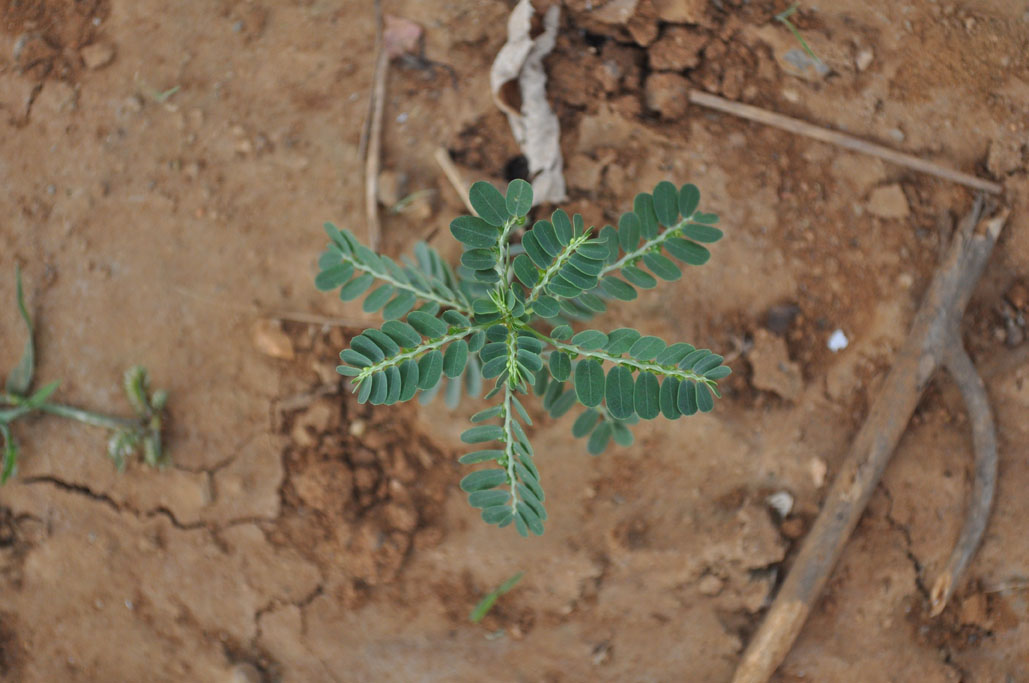 Phylanthus niruri